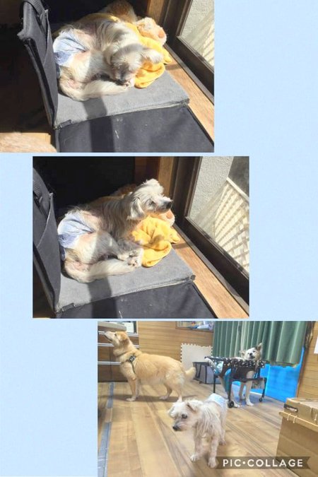 ハッピー爺さん 寝てる時間 が多くなりました もう 元気印は見れない 涙 犬や猫たちが 住みやすい 心豊かな町 にしたい