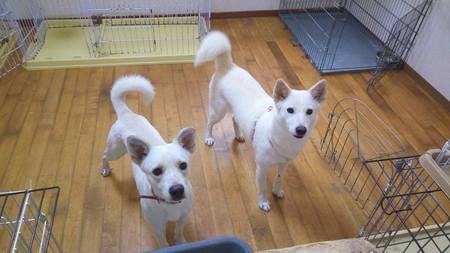 兄妹遺棄のユリ ユズ 隔離明け 優しい兄妹です 犬や猫たちが 住みやすい 心豊かな町 にしたい