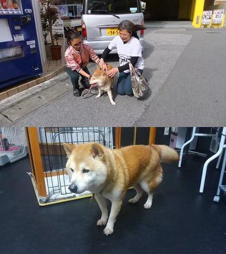 センターへ持込まれた柴犬 ロッキー 本日から我が家へ 犬や猫たちが 住みやすい 心豊かな町 にしたい