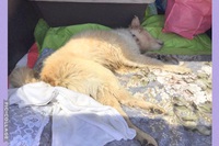 本日「依頼」引取り状態悪い子「飼い主さん」へ・・・回復すると信じています！涙