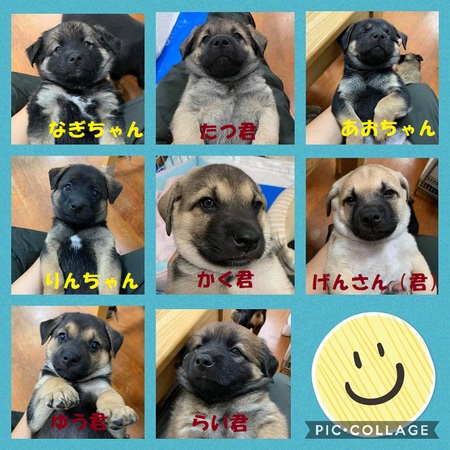 池ちゃん8兄妹 お見合い 受付中 スクスク元気に大暴れ中 笑 犬や猫たちが 住みやすい 心豊かな町 にしたい