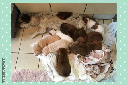 緊急保護の母子イヌ 落ち着く 環境一変 です 涙 犬や猫たちが 住みやすい 心豊かな町 にしたい
