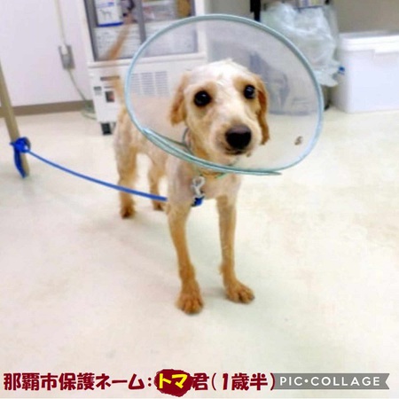 那覇市収容トマ君、「卒業」させたく「あずかり先」募ります・・・良い子です！笑