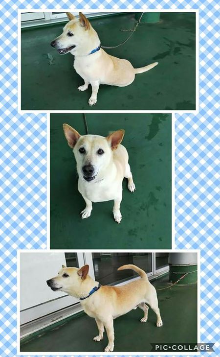 再々願い 那覇市収容イヌ 春吉くん あずかり先募る 胴長短足のフレンドリ 犬や猫たちが 住みやすい 心豊かな町 にしたい
