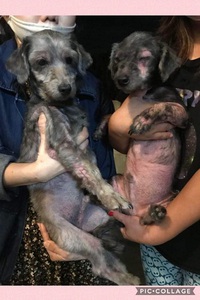 昨夜、「緊急保護」の2ワンズ、飼い主さん現れました・・・「遺棄」でありませんでした！