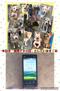 私的に本日は「保護イヌの日」とします 笑・・・今年も「この日」狙ってました～！笑 2024/11/11 18:34:28