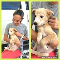 昨日、県南部某所「多頭飼育宅」子イヌ1ワンズ引き取る・・・まだ、多くの子が残る現場！涙