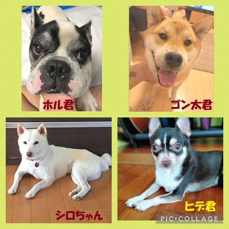 本日 プチ ワン Sサポート譲渡会 In 犬カフェ ワンダフル 写真の子 カフェの子たち待ってま す 犬 や猫たちが 住みやすい 心豊かな町 にしたい