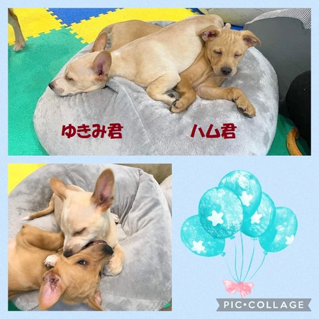 本日 個別対応 In 犬カフェワンダフル です ついでに ゆきみ ハム宜しく 笑 犬や猫たちが 住みやすい 心豊かな町 にしたい