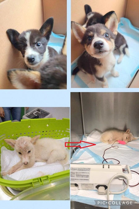 本日 緊急引取りした子イヌ 輸血中 です 大量のノミによる 貧血 でした 涙 犬や猫たちが 住みやすい 心豊かな町 にしたい