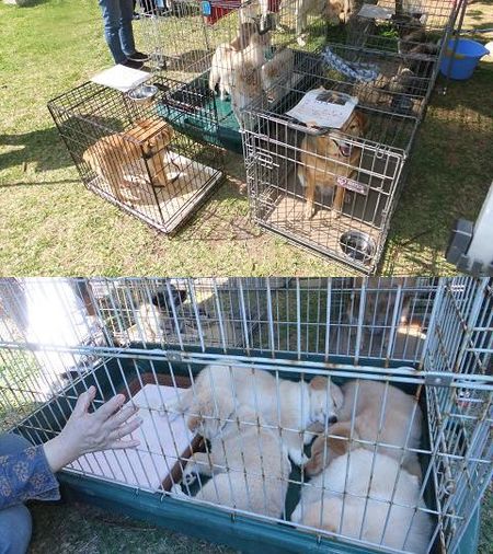 パピパピ期 4ワンズ 譲渡会 デビュー 犬や猫たちが 住みやすい 心豊かな町 にしたい