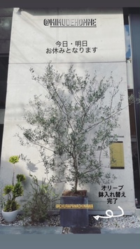 オリーブとお休み