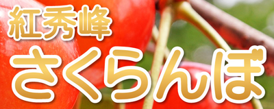 紅秀峰のさくらんぼ