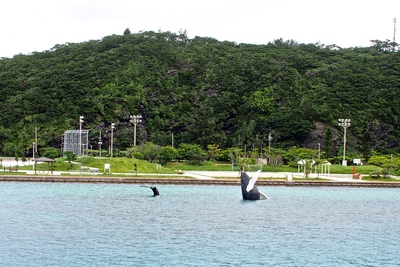 座間味島のサガリバナ