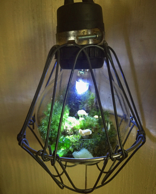Petit Eden 小さな楽園 電球テラリウム スペシャル 苔納品