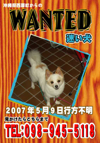 迷い犬（WANTED）見つかりました！