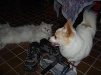 犬＆猫