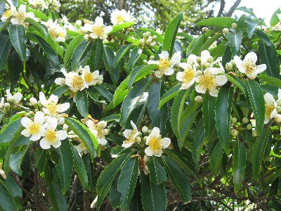 伊集の花 いじゅの花 やんばる車海老養殖ﾌﾞﾛｸﾞ