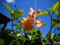 ７月１８日（１１）