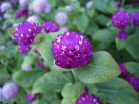 沖縄の写真☆花・・・vol4