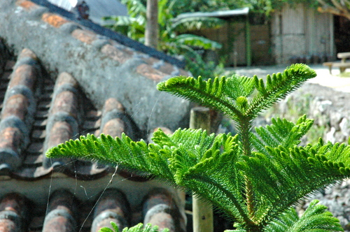 琉球村