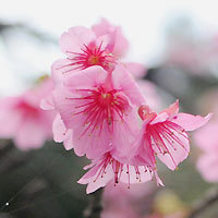 八重岳桜まつり