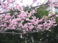 桜に癒されて･･･