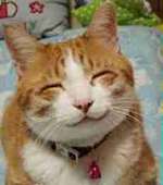 笑い猫