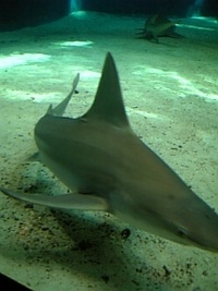 フカヒレ？ 2007/06/01 14:00:00