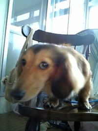 I LOVE ダックス★ 2006/07/24 16:57:21