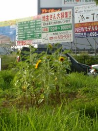 よそ見！ 2007/05/31 18:07:46
