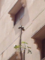 ボインボイン♪ 2007/06/03 11:04:44