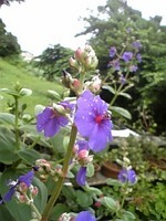 雨上がり 2007/06/08 10:23:42