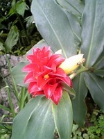 花パイン 2007/06/08 10:26:29