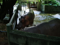 キリンさんに会いにいってきました。