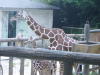 キリンさんに会いにいってきました。