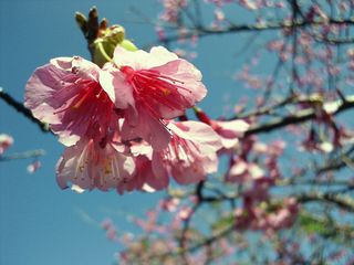 沖縄桜祭り