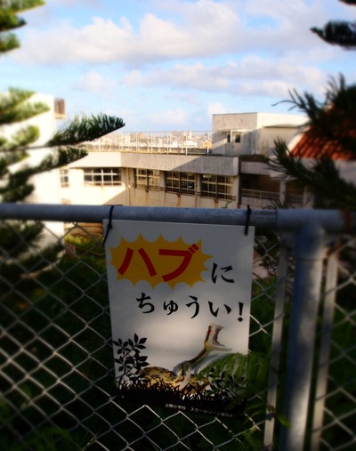 ラジオ体操とハブ。