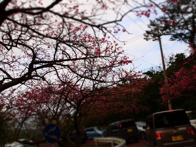 名護桜祭り。