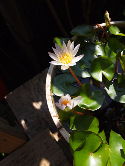 沖縄的雑貨看板。