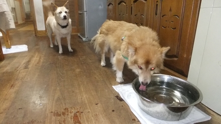 あずかりイヌ・チビ、「脳障害」克服中！:犬や猫たちが、住みやすい 