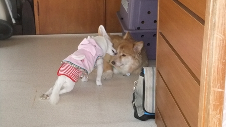 あずかりイヌ・チビ、「脳障害」克服中！:犬や猫たちが、住みやすい 