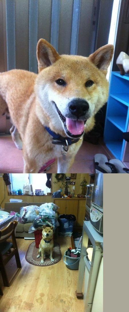 愛犬柴犬 マロ君の逸走 情報を 南城市 佐敷 犬や猫たちが 住みやすい 心豊かな町 にしたい