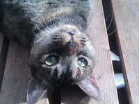 ぶ～ちゃん 2006/11/12 21:21:07