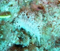 舌を噛みそうな長い名前☆ 2010/12/08 18:08:43