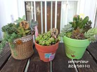 多肉入荷♪ 2014/03/22 13:27:12