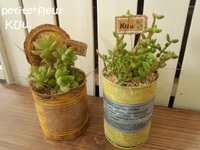 多肉入荷☆KUu.さん 2014/12/18 15:46:23