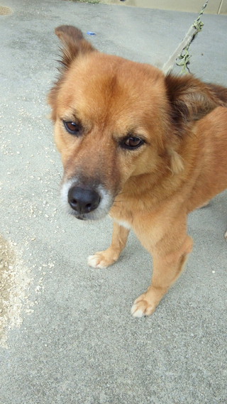 沖縄県内のペット情報 雑種 中型犬 オス 探してます