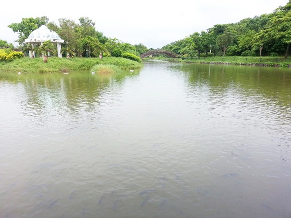 沖縄市のおすすめスポット 沖縄県総合運動公園 敷地内にある池に生息する大小さまざまな鯉にエサをあげて大興奮でした マエダマエダの食べ歩き D