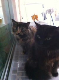 キキたぬ、デビュー！ 2011/12/05 18:41:28